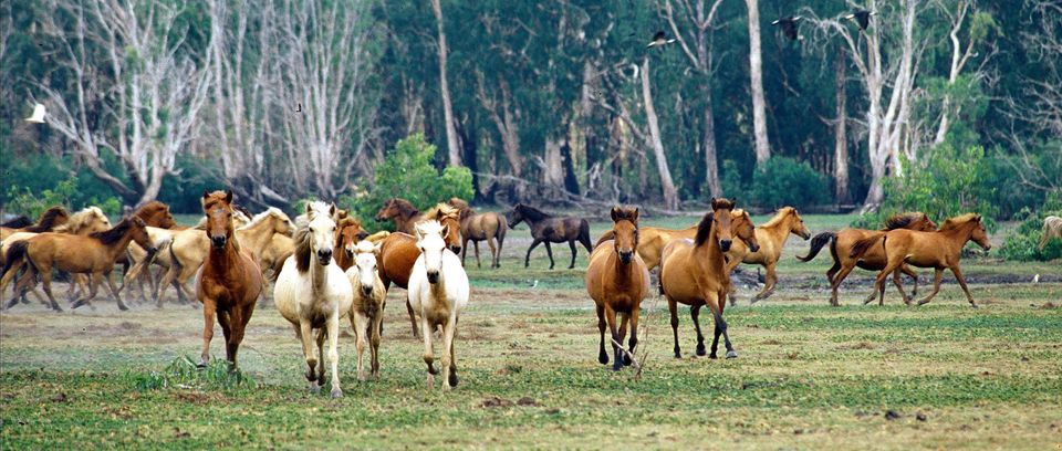 Timor Pony Herd