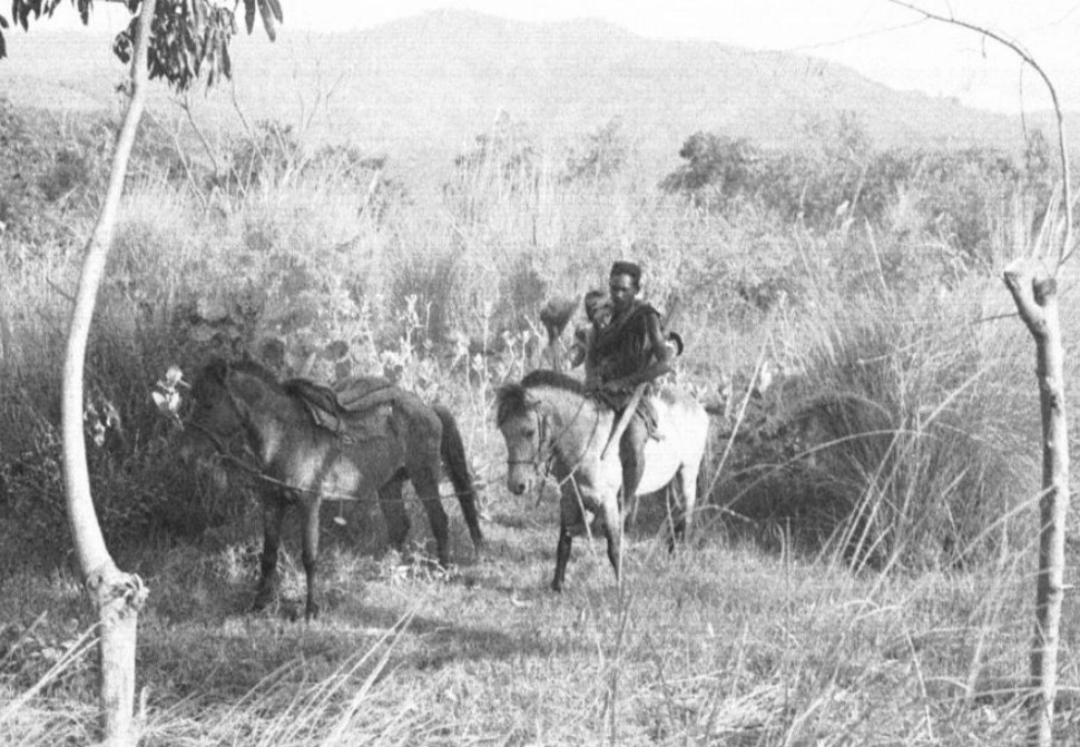 Timor Ponies, Photo by Oskar Speck