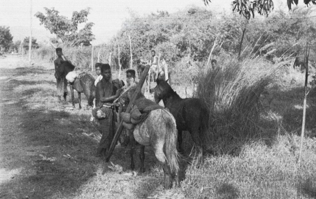 Timor Ponies, Photo by Oskar Speck

ANMM