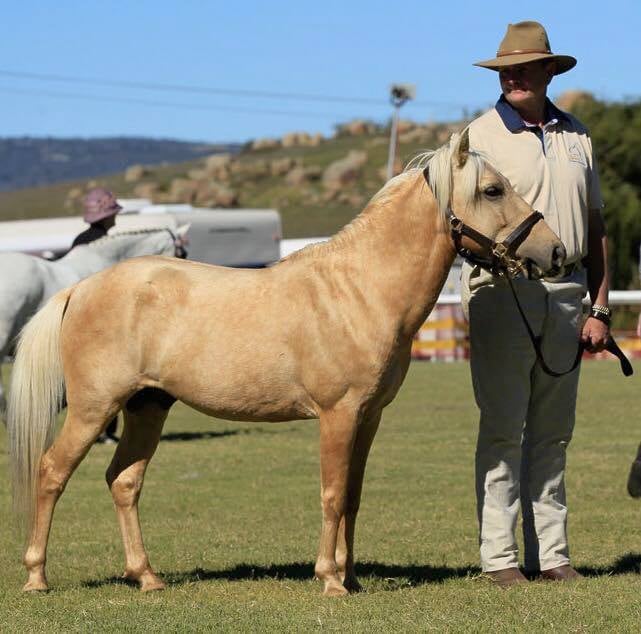 Timor Pony stallion Xanthos with owner Richard Crispin