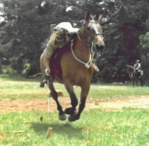 Waler gelding Trooper