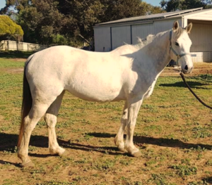 Todd River Downs mare Twilight