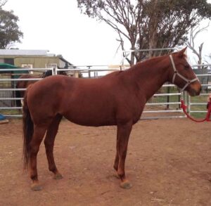 Waler horse Redgum