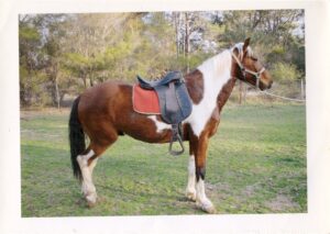 Waler gelding Young Harry