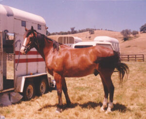 Waler gelding Zachary