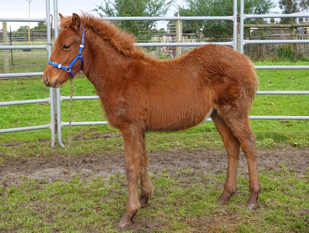 Zephyr, Waler Timor Pony cross, July 2023