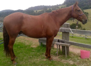 Waler gelding Jester