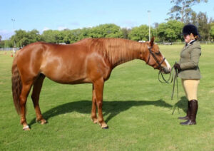 Waler gelding Tonk
