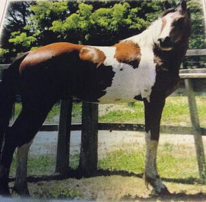 Waler horse Bobby Dazzler