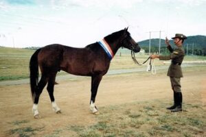 Waler stallion Brigadier