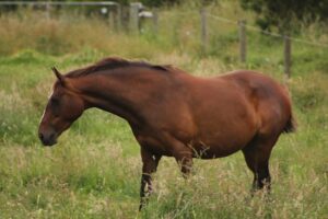 Waler mare Paschendale