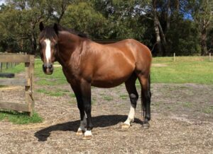 Waler stallion Diver Derek