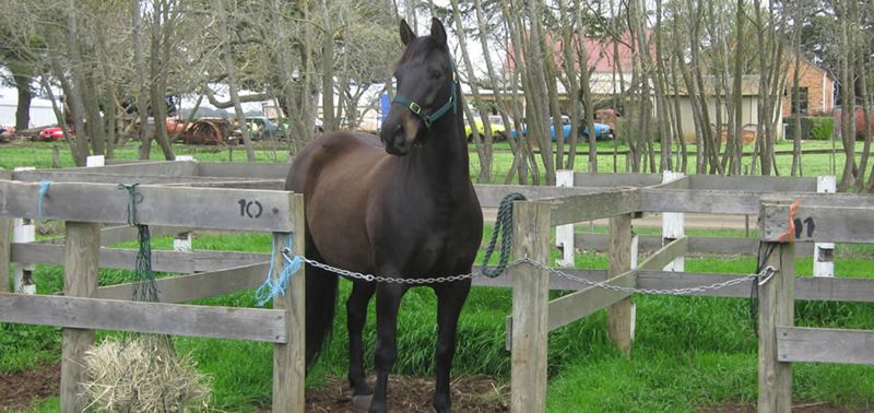 Waler gelding Fisher at his first riding club rally standing in yards