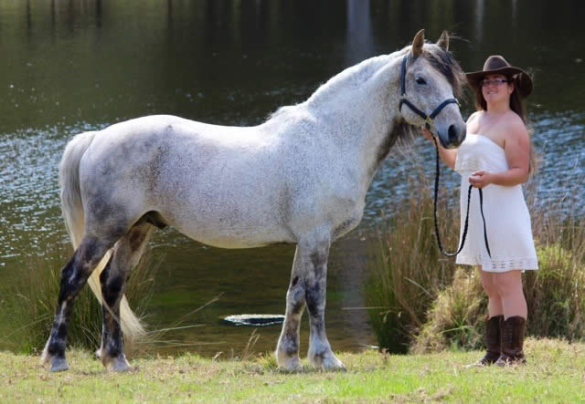 Waler stallion Fonzarelli