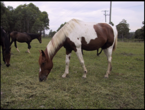 Waler horse Gentleman Jim