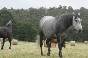 Waler mare Peppermint