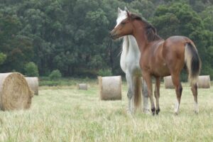 Waler mare Anzac
