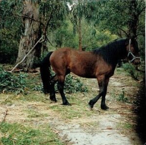 Waler stallion Mr Sam Nicker