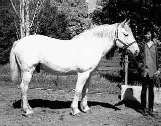Waler stallion O'Malley, heavy type