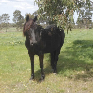 Waler mare Paper Doll under a tree