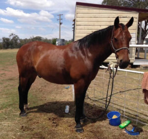 Waler horse Providence Comets Fire