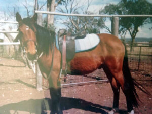 Waler horse Providence El Arish