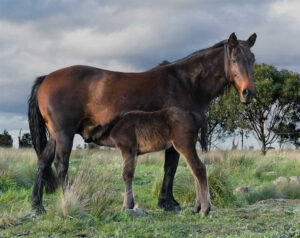 Waler mare Rigoletto with new foal Faith