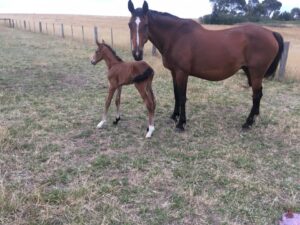 Waler mare Seraphina with colt foal Bootes