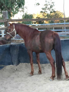 Waler stallion Shy Red