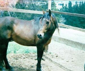 Waler stallion Simpson