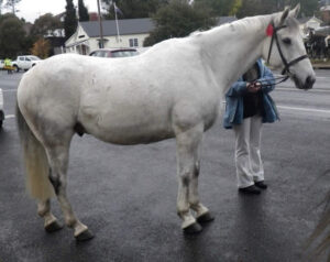Waler gelding Snowy Idriess