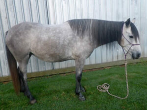 Waler horse Snowy Milton Keynes