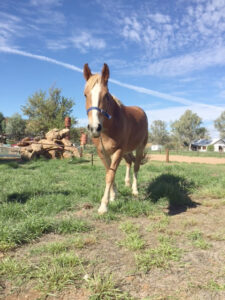 Waler gelding Sonny Boy