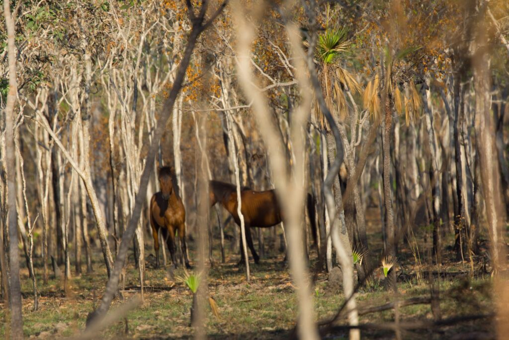 Timor Ponies in Arnhem Land, Arnhem Land Coastal Camp facebook page