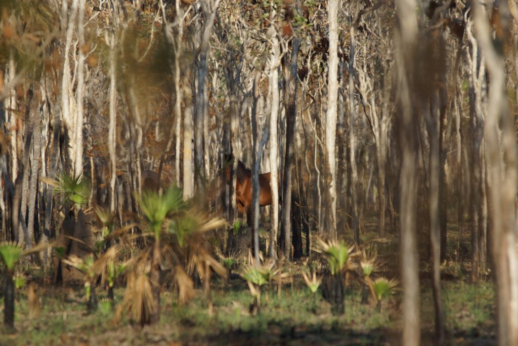 Timor Ponies in Arnhem Land, Arnhem Land Coastal Camp facebook page