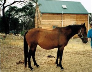 Waler mare Tipperary