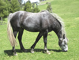 Waler gelding Hyland Quambatook, medium type