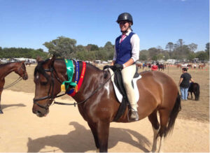 Waler gelding Trublu Tapestry