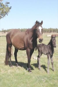 Waler mare Tussock with foal