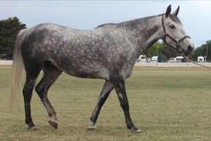 Waler mare Bluegum