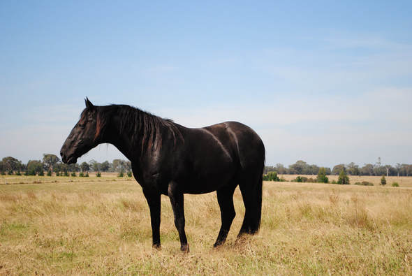 Waler stallion Classic Akbah