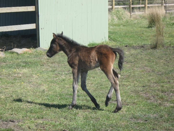 Filly foal Aria first few days