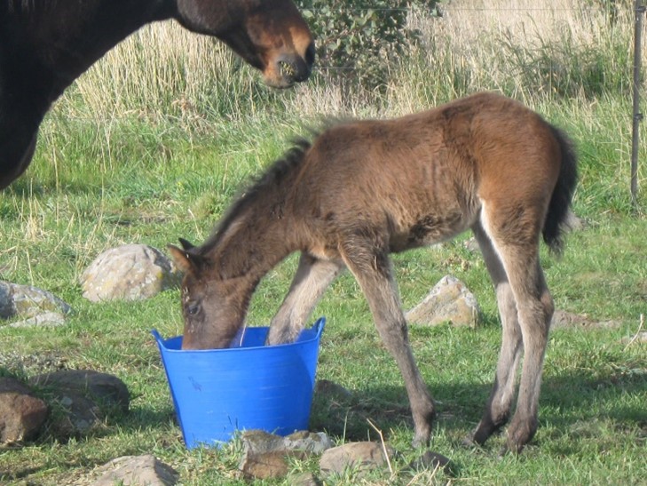 Waler filly foal Aria in first few days