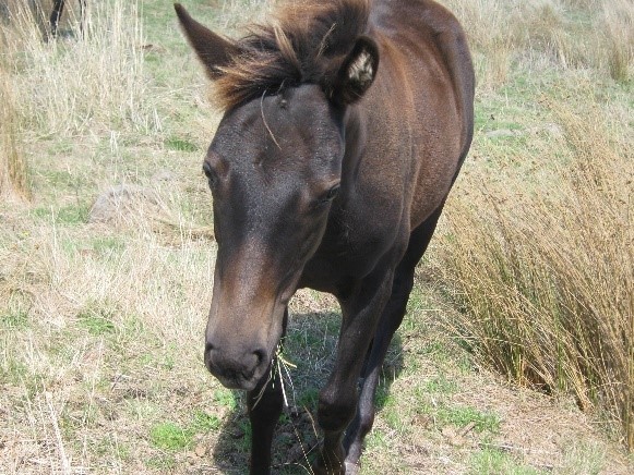 Waler filly foal Aria in her first year