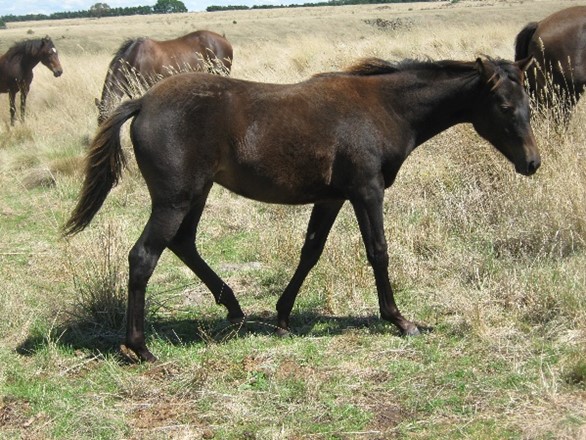 Waler filly Aria aged one