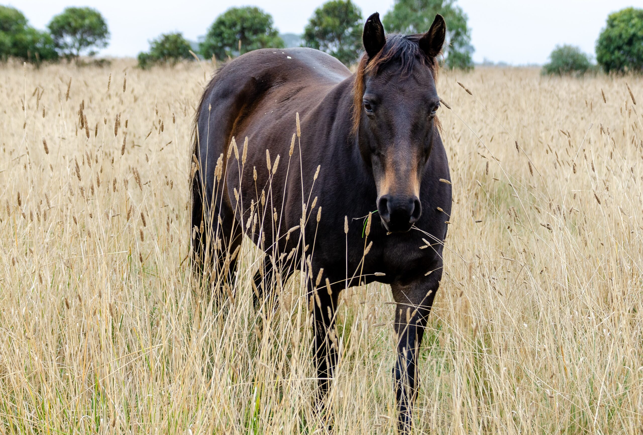 Waler mare Aria in grass