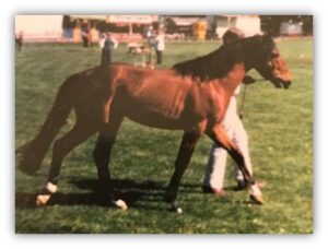 Waler horse Heritage