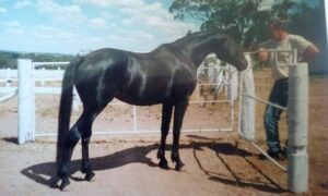 Waler stallion Kadaitcha Man