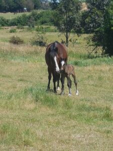 Waler mare Casta Diva with foal