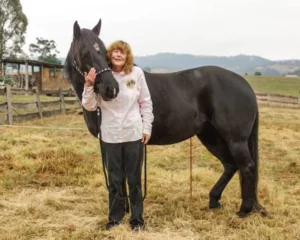 Waler stallion Queen of Hearts
